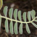 Astragalus gibbsii Liść
