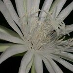 Epiphyllum hookeri Bloem