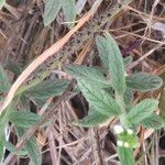 Heliotropium steudneriLeaf