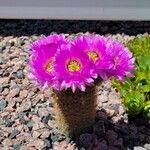 Echinocereus reichenbachii Fleur