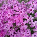 Phlox subulata Květ