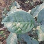 Aegle marmelos Leaf