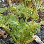 Apium graveolens 整株植物