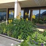 Senna didymobotrya Blüte