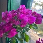 Bougainvillea glabraKukka