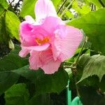 Hibiscus mutabilis Bloem