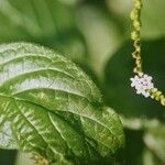 Heliotropium angiospermum Bloem