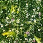 Anthemis cotulaFlor