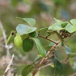 Strychnos spinosa Leaf