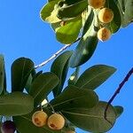 Mimusops coriacea Frukt