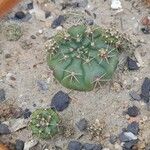 Gymnocalycium baldianum Листок