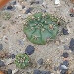 Gymnocalycium baldianum 葉