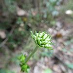 Succisa pratensis Flor