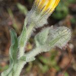 Andryala arenaria Flower