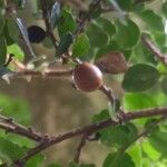 Azara microphylla Frucht