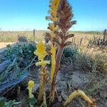 Orobanche flava Flower