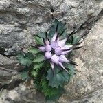 Physoplexis comosa 花