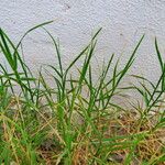Cynodon dactylon Habit