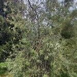 Pyrus salicifolia Habit