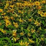 Helianthus decapetalus Habitat