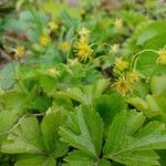 Waldsteinia fragarioides Květ