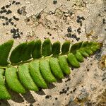 Polystichum lonchitis Лист