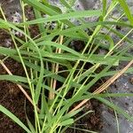 Panicum repens Leaf