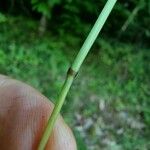 Deschampsia flexuosa 樹皮