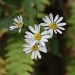 Aster sugimotoi Flor