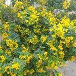 Senna surattensis 整株植物