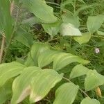 Polygonatum multiflorumЛист