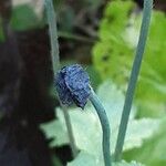 Papaver cambricum Frukt