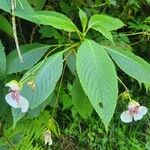 Impatiens tinctoria Žiedas