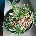 Euphorbia bupleurifolia List