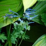 Corydalis flexuosa Leaf