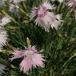 Dianthus plumariusFlor