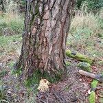 Pinus sylvestris Bark