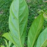 Cola acuminata List