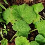 Begonia acida Folha