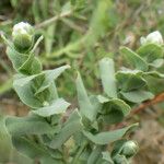 Serratula cerinthifolia Kukka