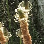 Plantago argentea Fula