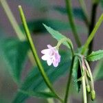 Epilobium montanum Floare