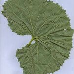 Adenostyles alliariae Leaf