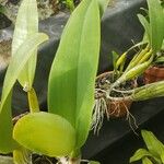 Cattleya trianae Blatt