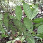 Garcinia densivenia Leaf