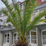 Phoenix canariensis Folha