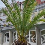 Phoenix canariensis ഇല