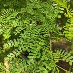 Vachellia nilotica Folha