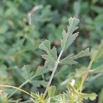 Medicago laciniata Φύλλο