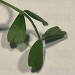 Vicia lathyroides Leaf